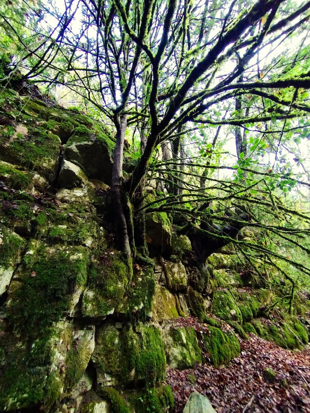 Bany de bosc a Muntanyes de Prades