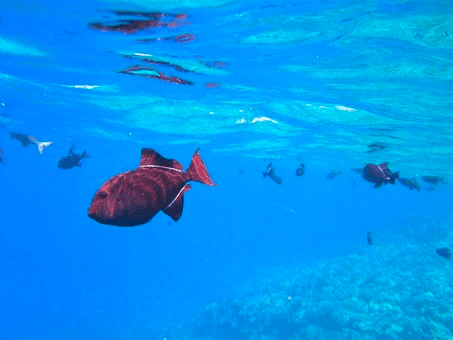 Tour de Snorkel