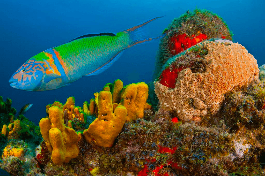 Open Water Diver