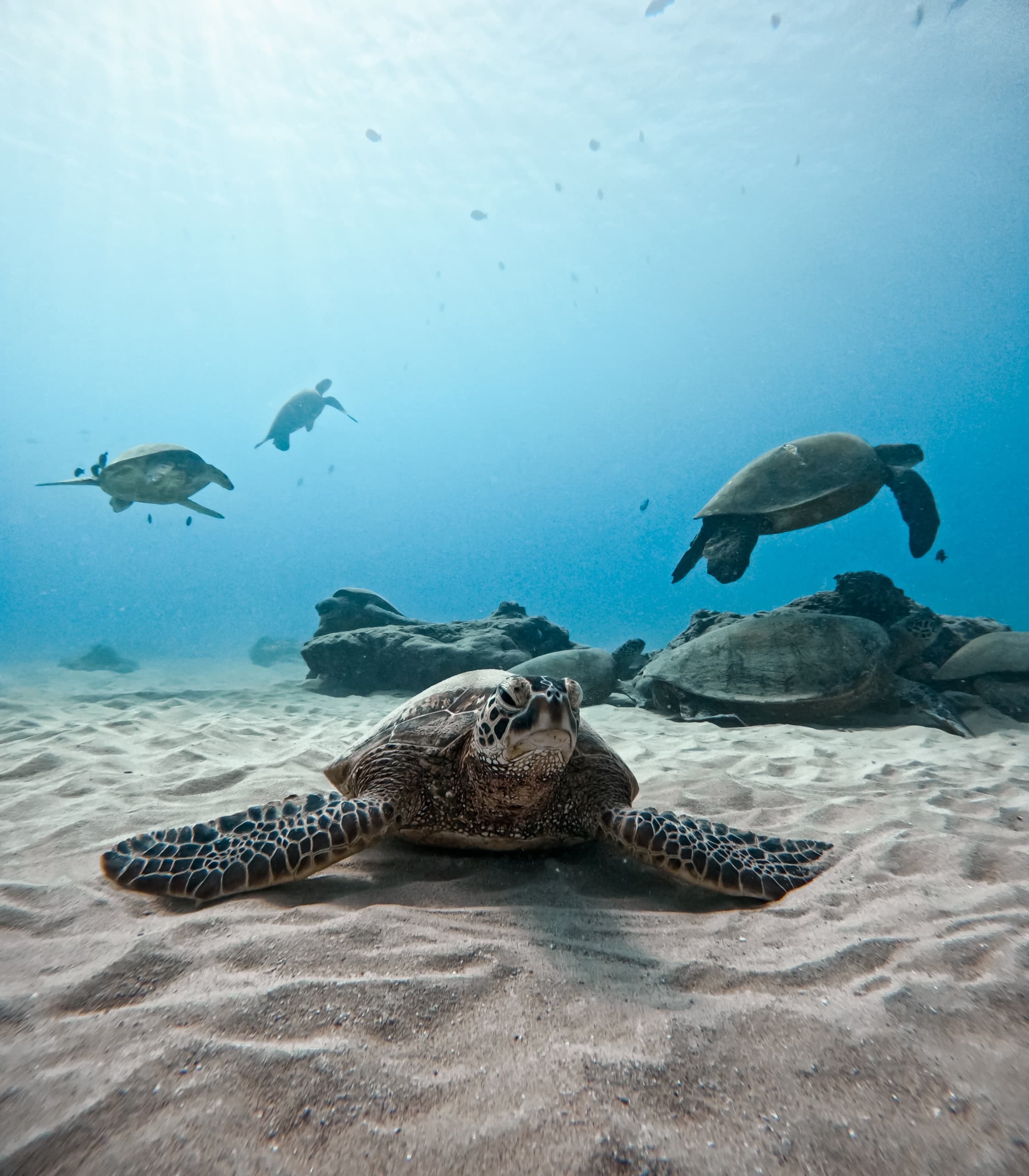 Turtle and Ocean Wildlife Snorkeling adventure