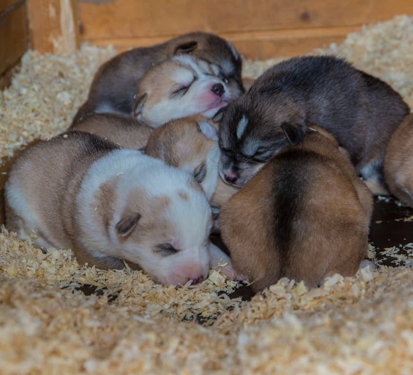 Visit Husky Farm and Meet the Puppies