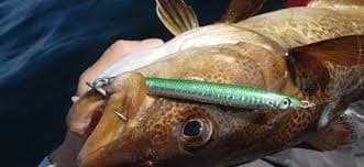 Mixed Bag Codfish, Seabass Tautog