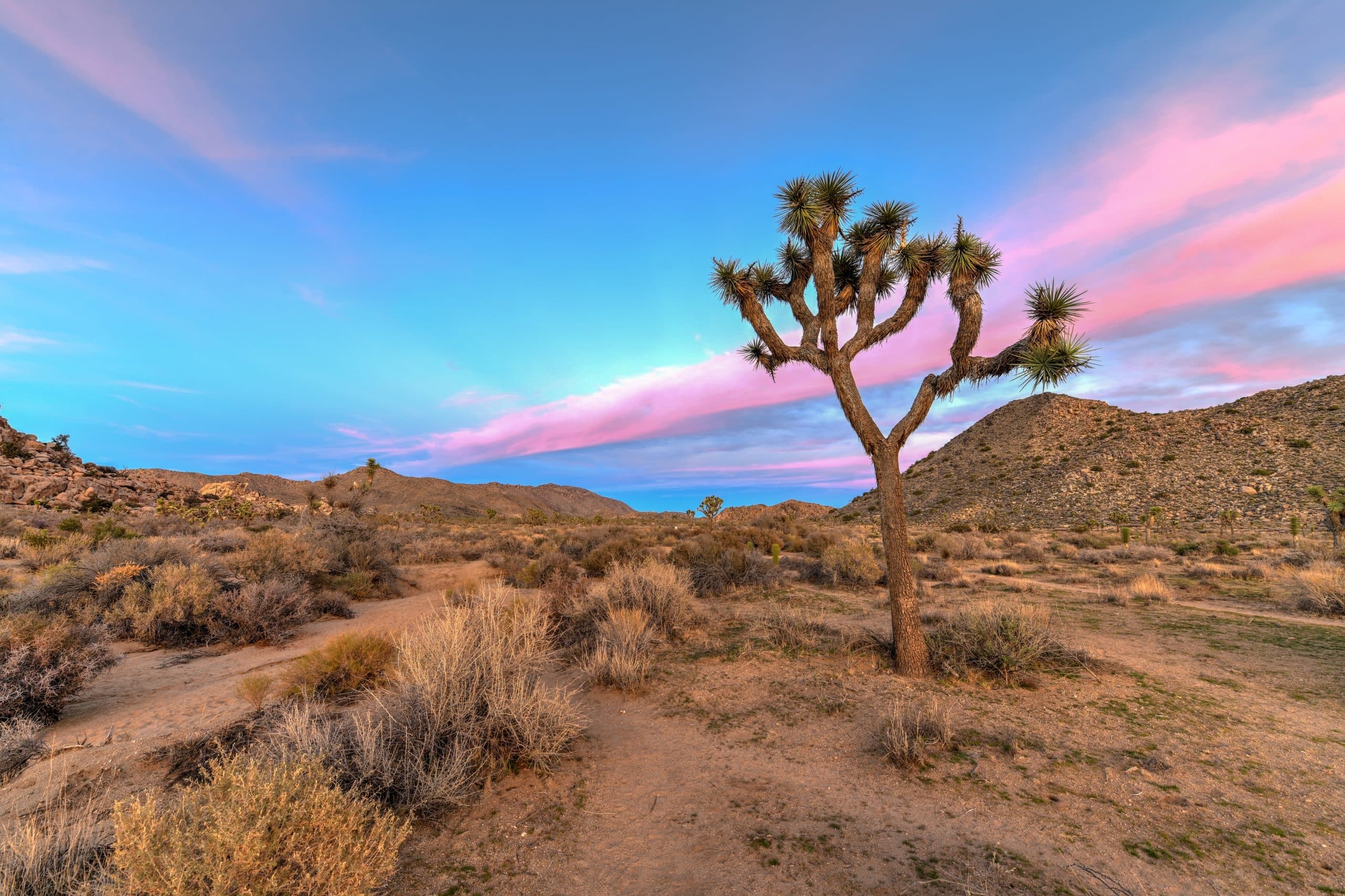 Joshua Tree Half Day Private Sunrise Hike