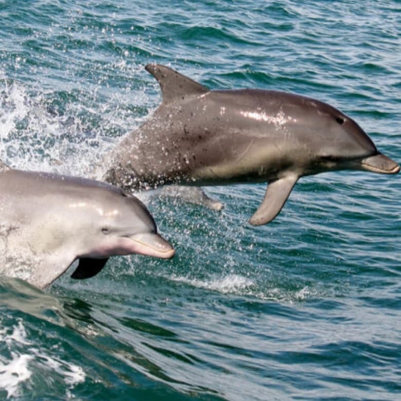 6 Hour Eco Tour & Dolphin Watch