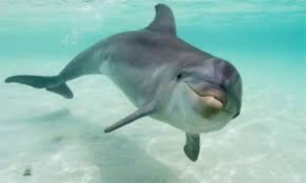 Dolphin Tour & Boating Adventure