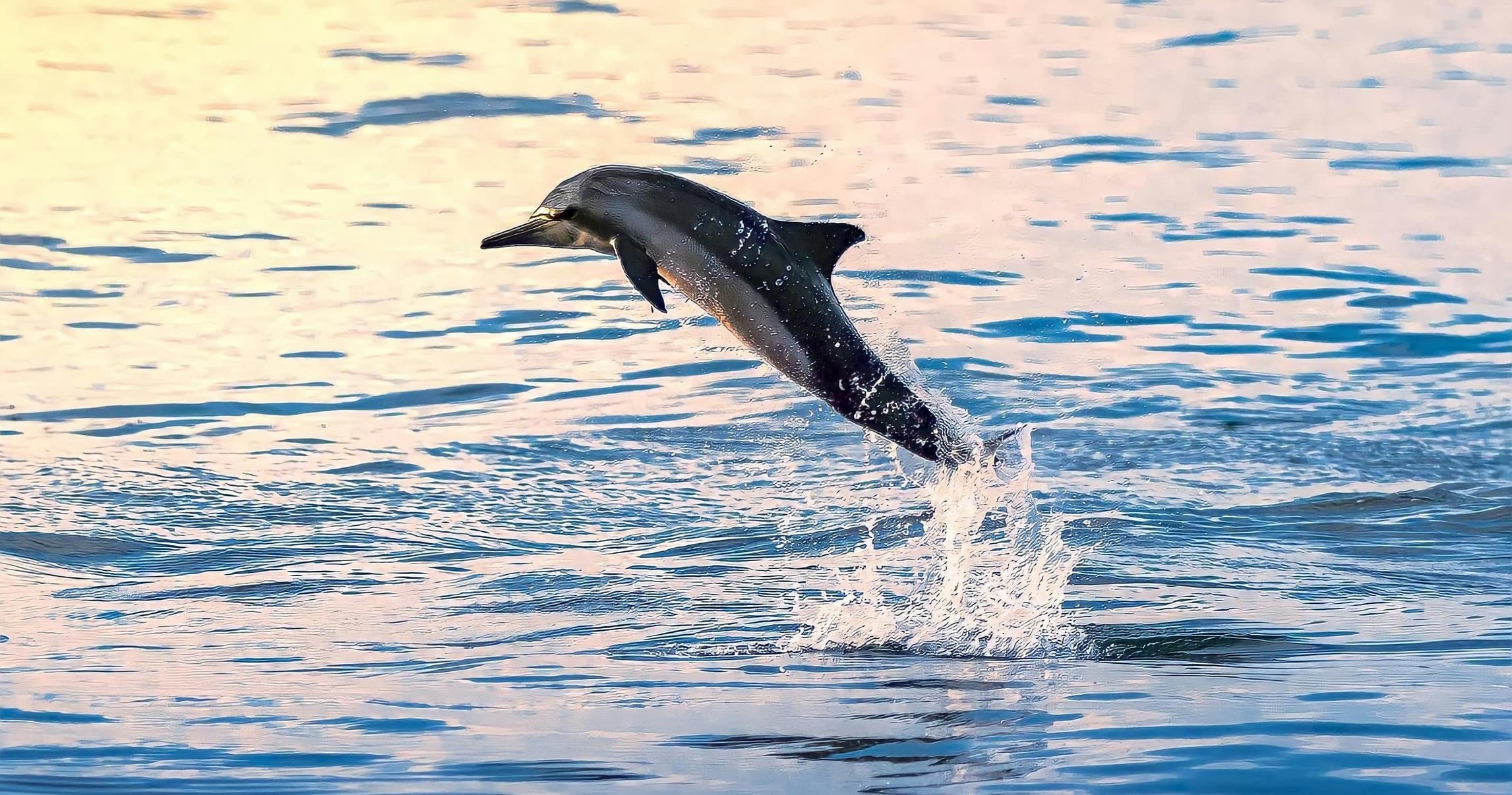 Sea Fox 2 Hour Dolphin Watch