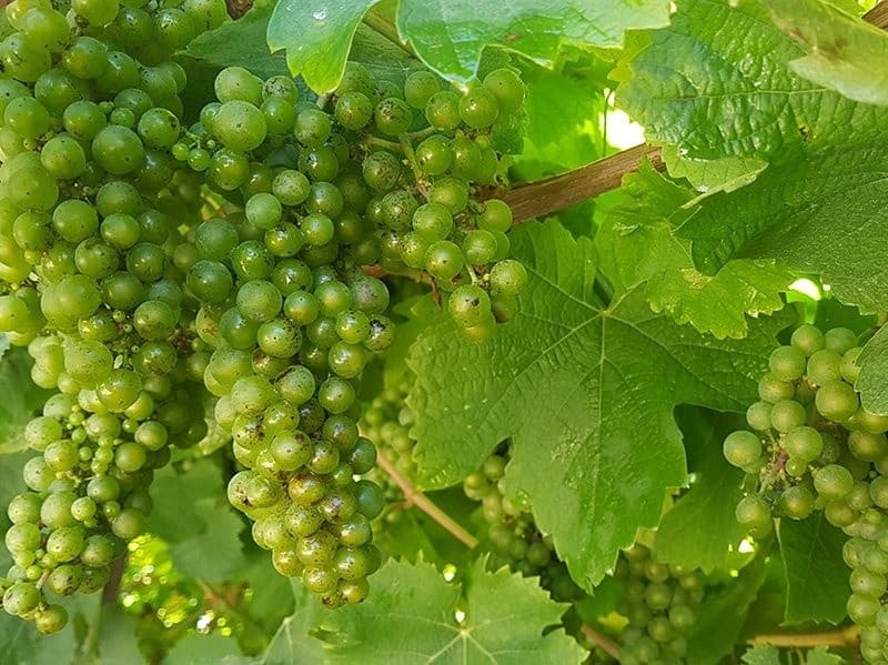 Txakoli Wine Tour from San Sebastian