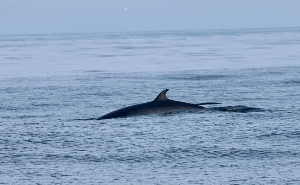 Whale Watching