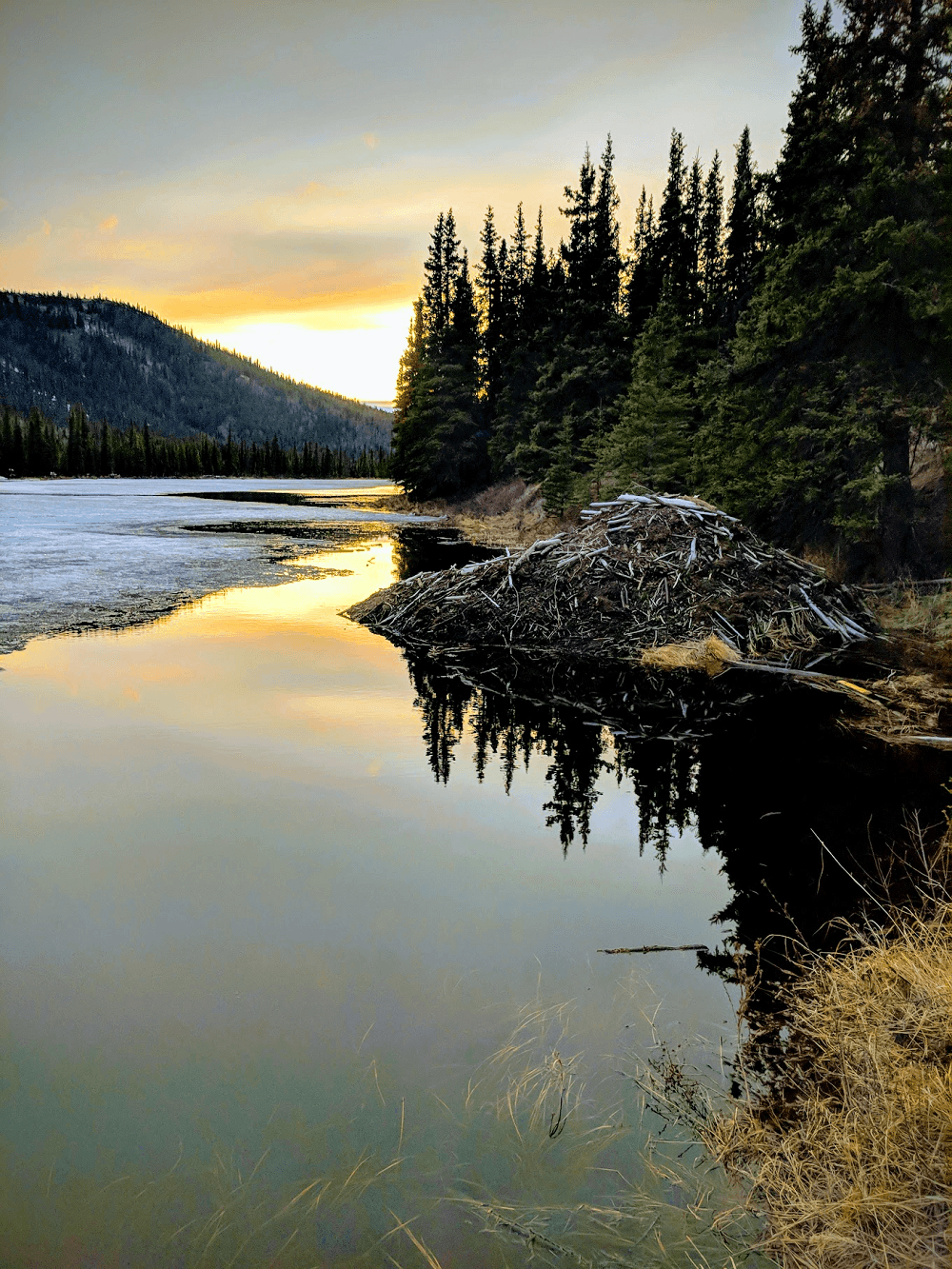 Denali Walking Tour