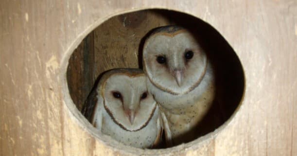 Morning Owl Prowls | Very Popular
