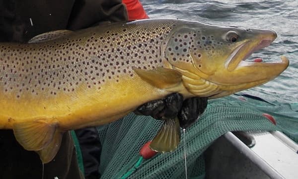 Half Day Fishing Charter