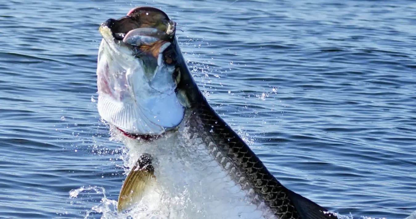 Tarpon Fishing Charters