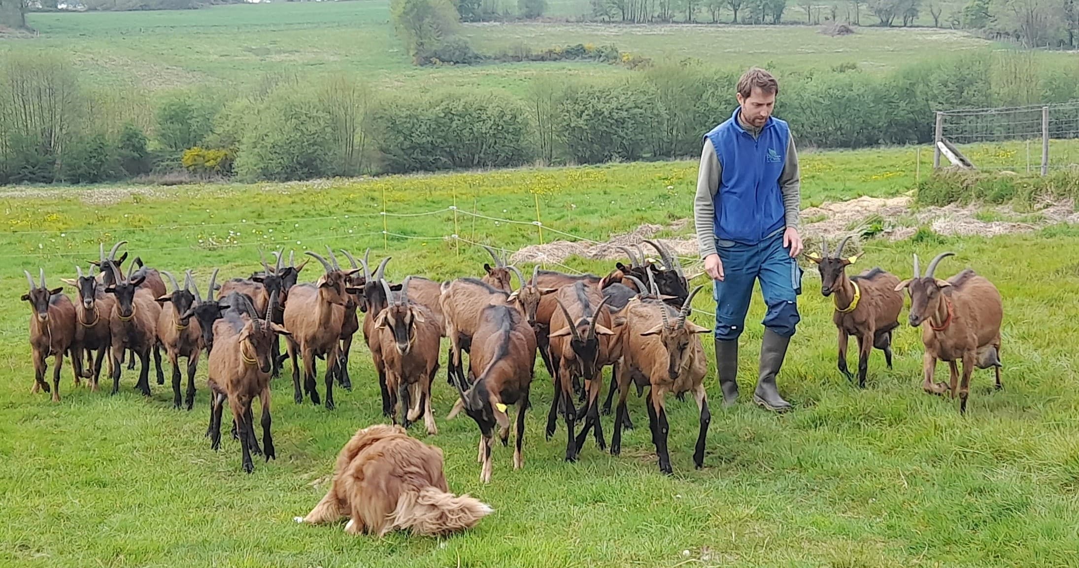 Goat Farmer for a Day