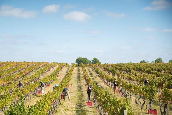 Passeio Privado do Dão: Visite 2 Quintas com Provas de Vinho, Almoço e Queijo Serra da Estrela