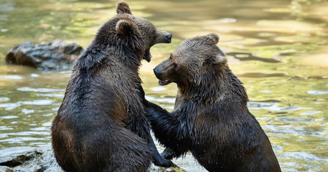 Alaska Adventure Films