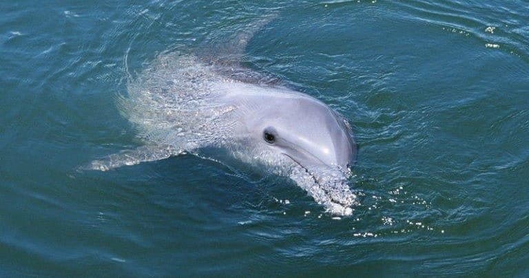 Crab Island Jet Ski Dolphin Tours