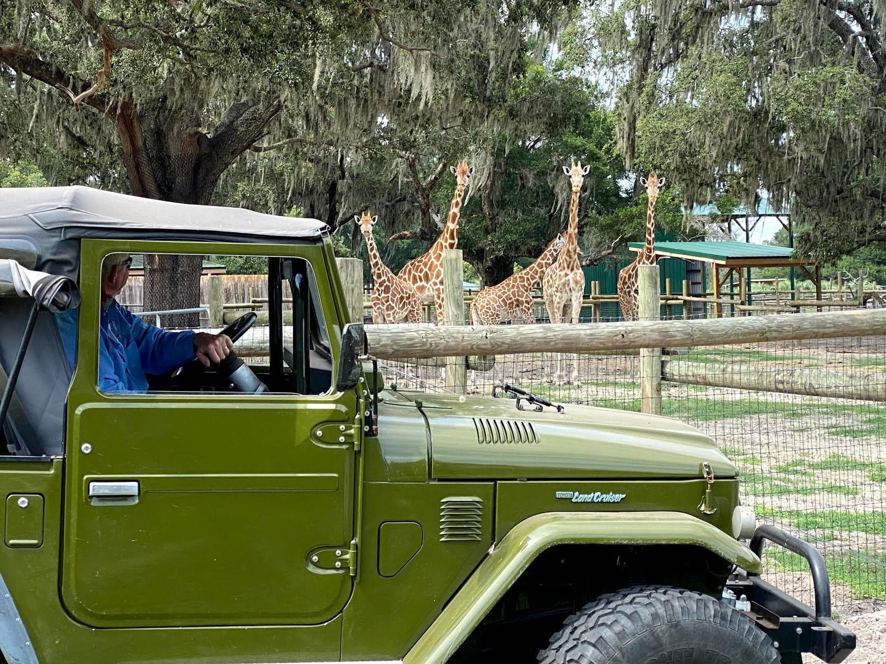 Drive-Thru Safari Tour