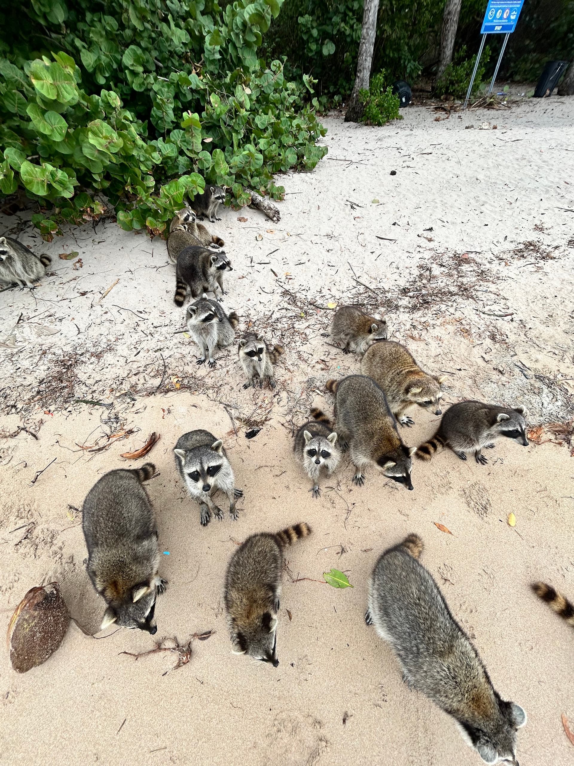 Raccoon Island Tour