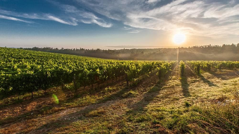 Montserrat and Penedès Small Group Tour with Hotel Pick Up from Barcelona (FD)