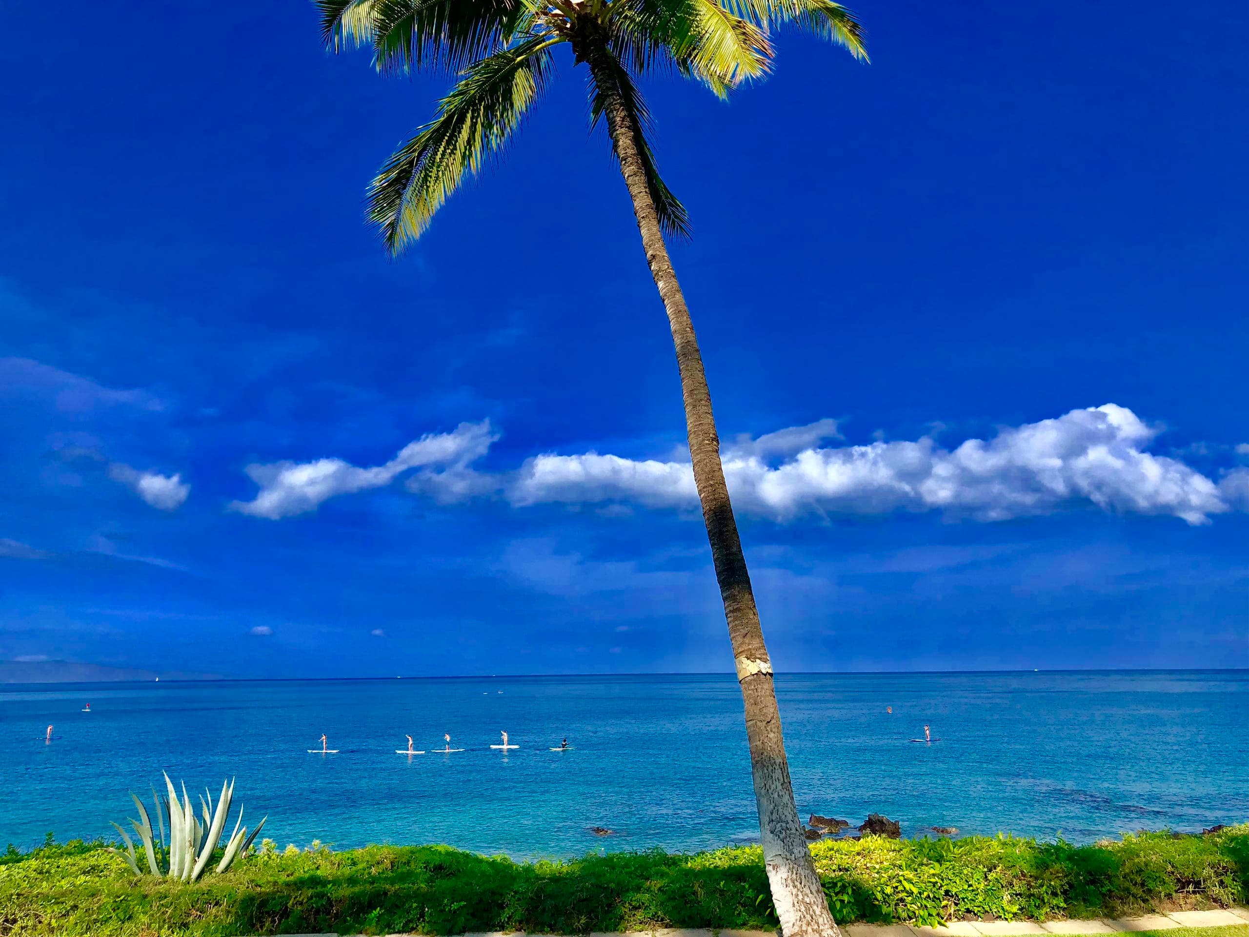 Stand Up Paddle Turtle KIhei 7:30am