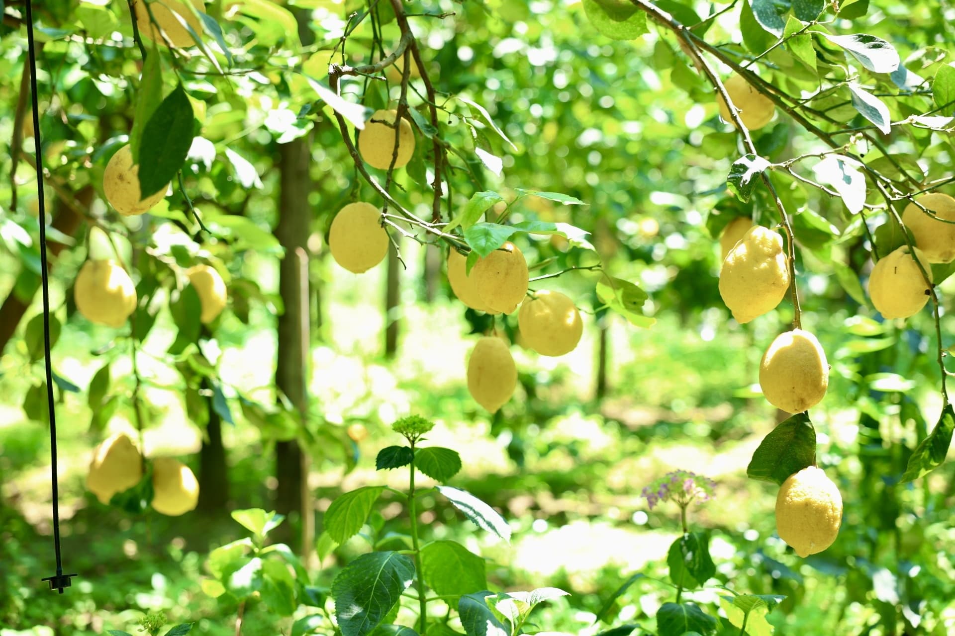 Sorrento Lemon Tour Experience & olive oil Tour Experince