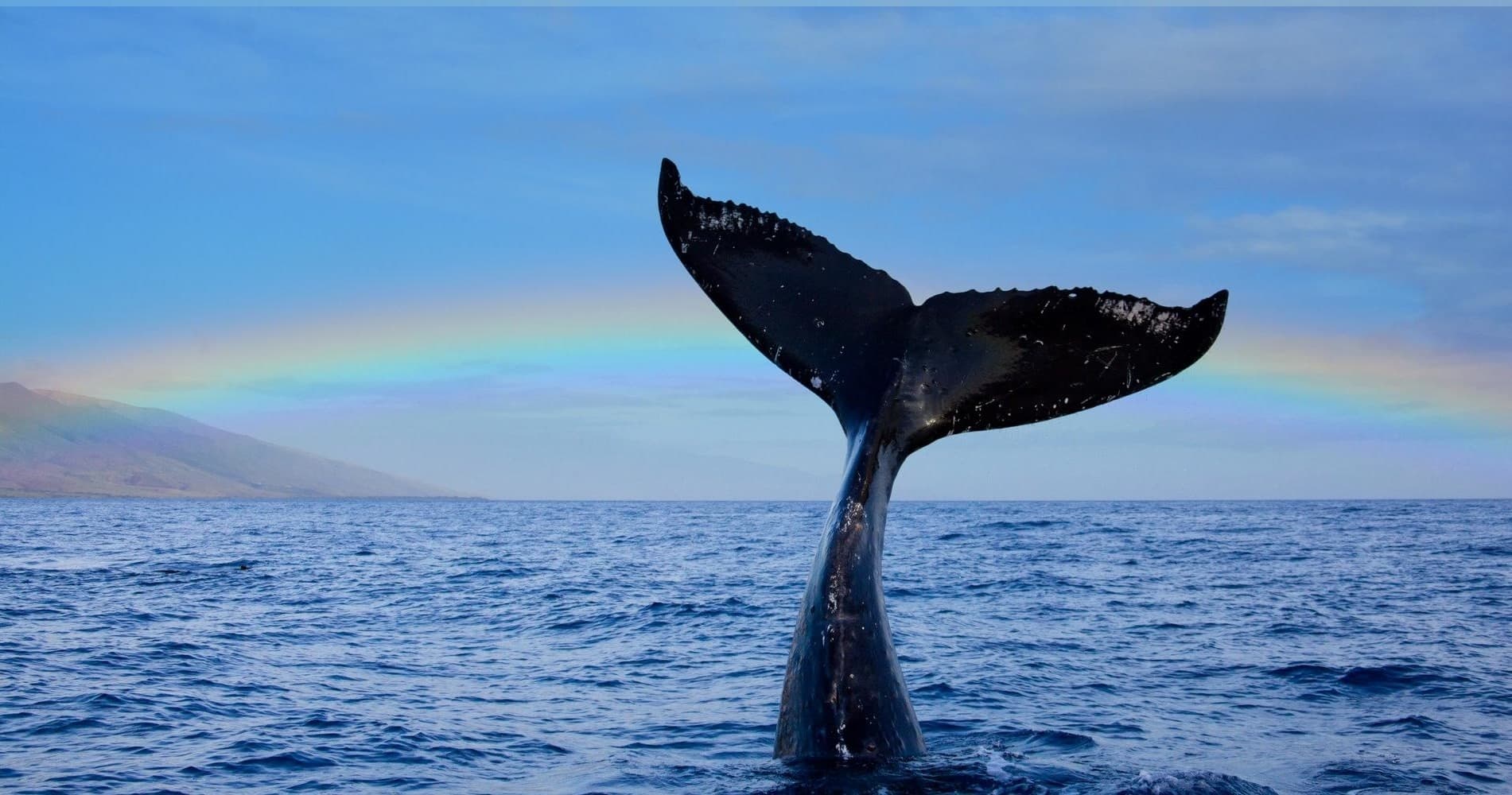 Private Whale Watching Tour