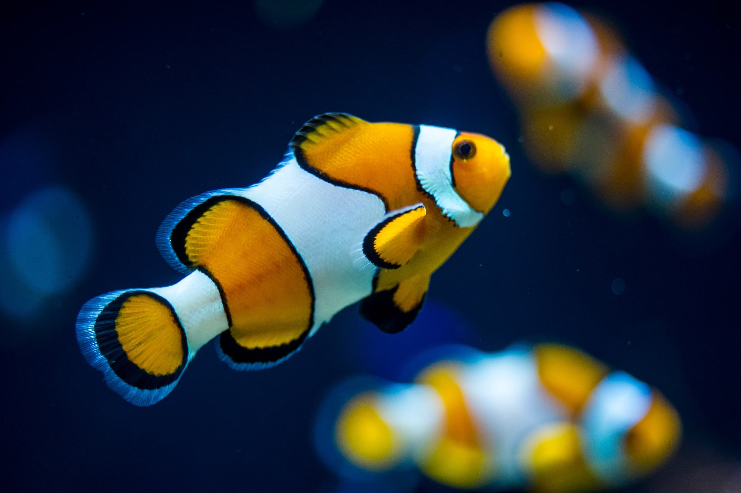Epic + Oceanarium