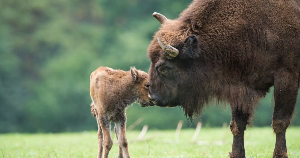 Bialowieza National Park Day Tour from Warsaw