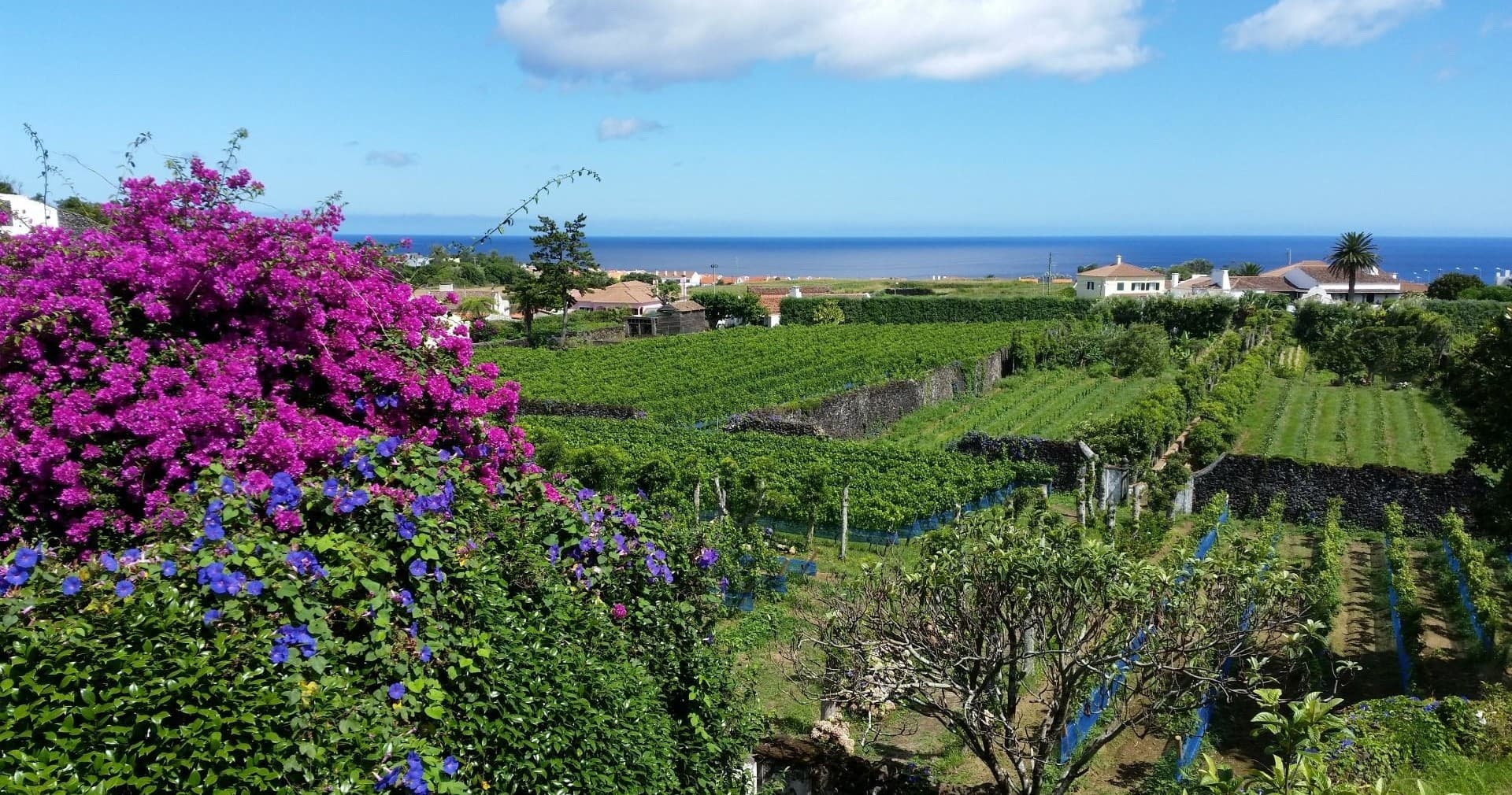 Private Tour 11 Wine Tour Visit & Sete Cidades Lakes