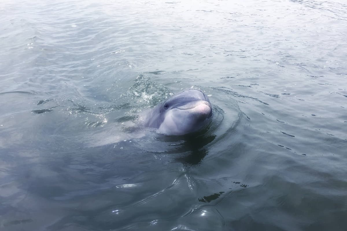 Private Dolphin Tour