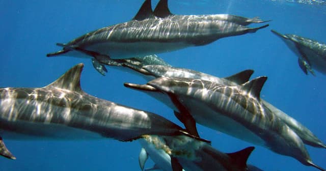 Early Riser Dolphin Adventure