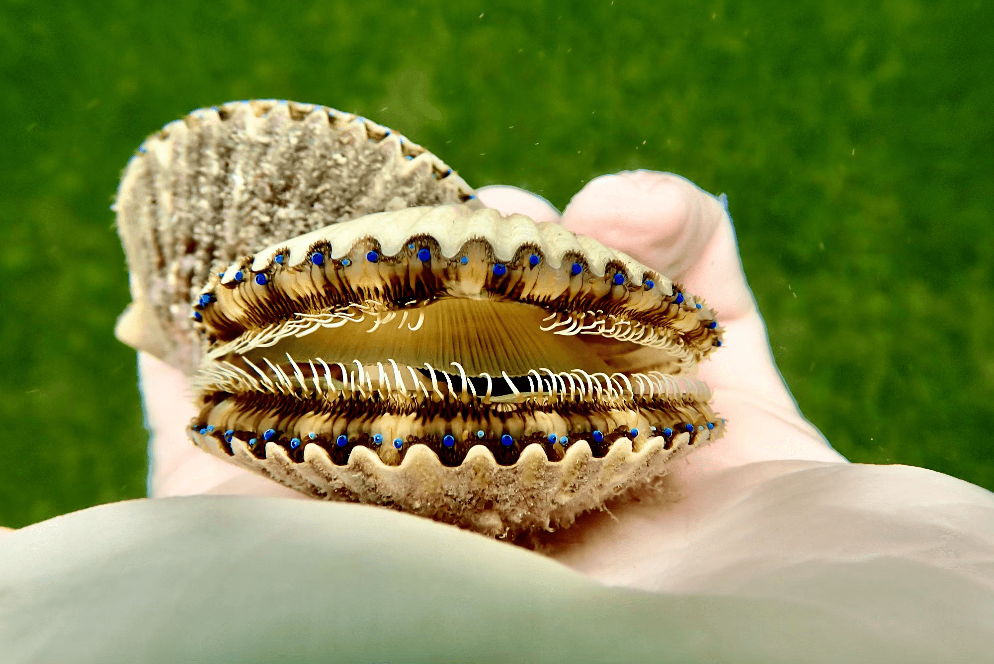 Scalloping