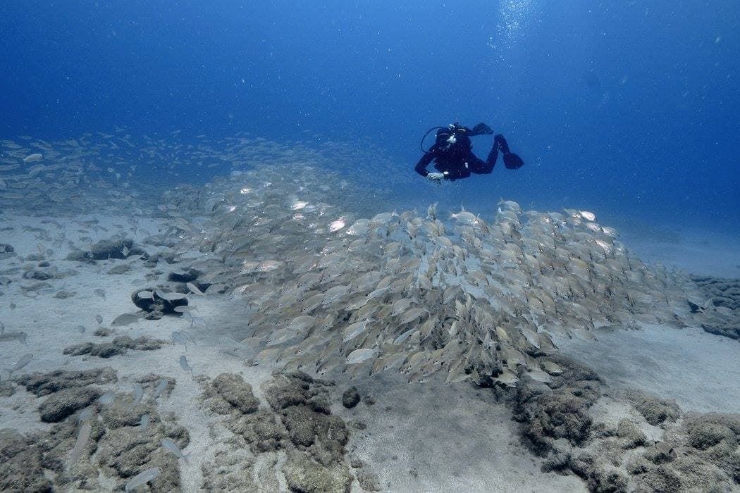 5 DAYS DIVE PROGRAM (10 DIVES)
