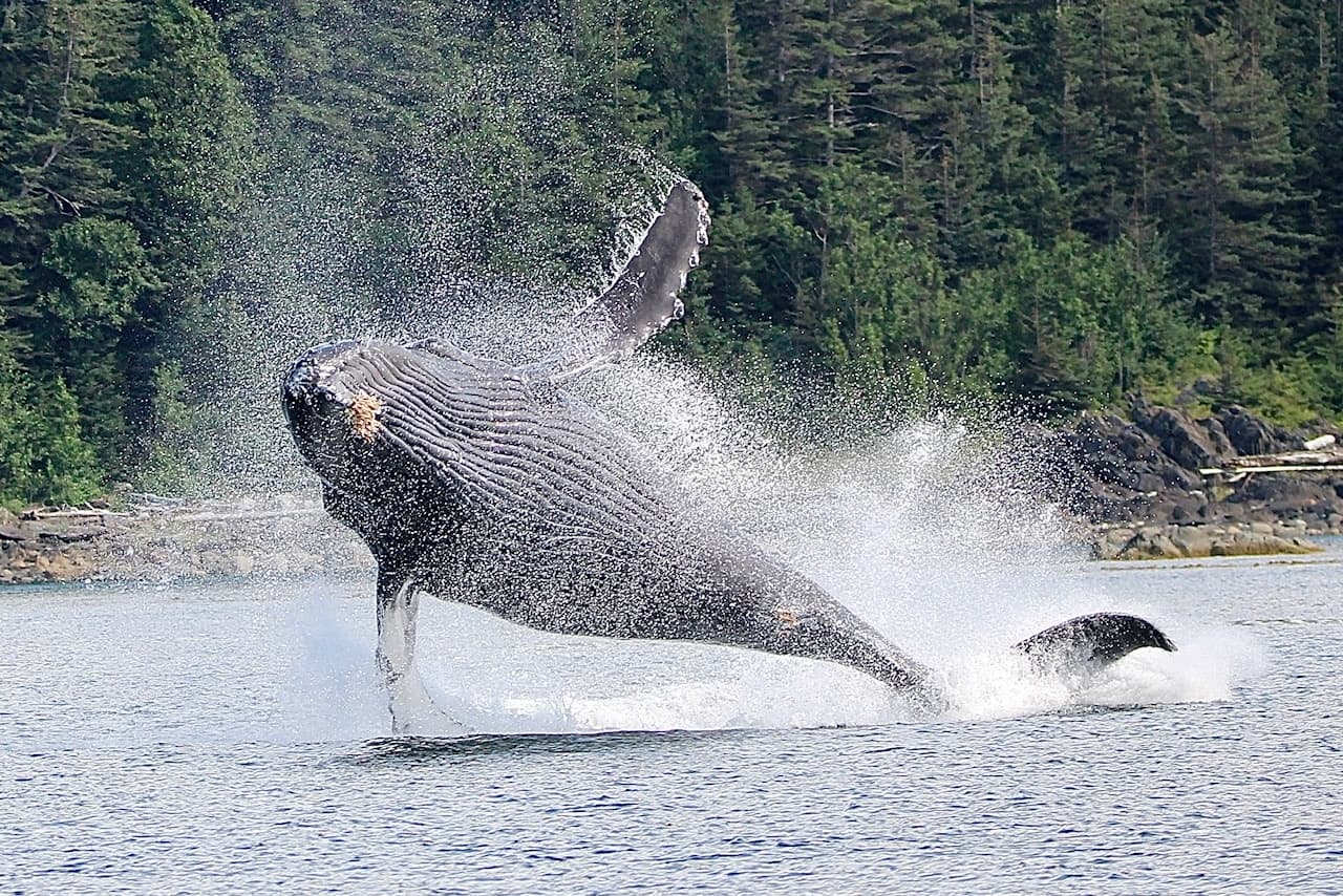 4 Hours Whale Watching