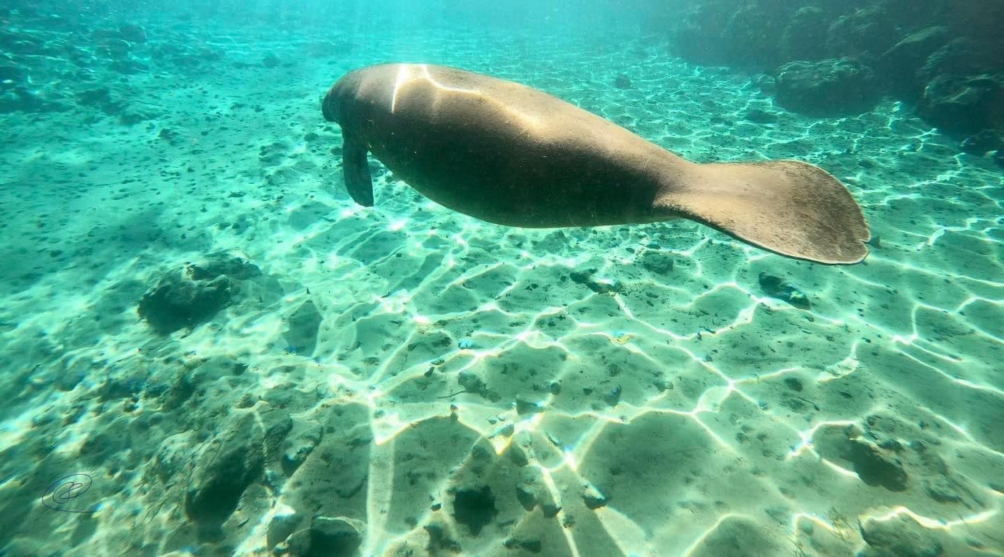 Semi-Private Snorkel Tour