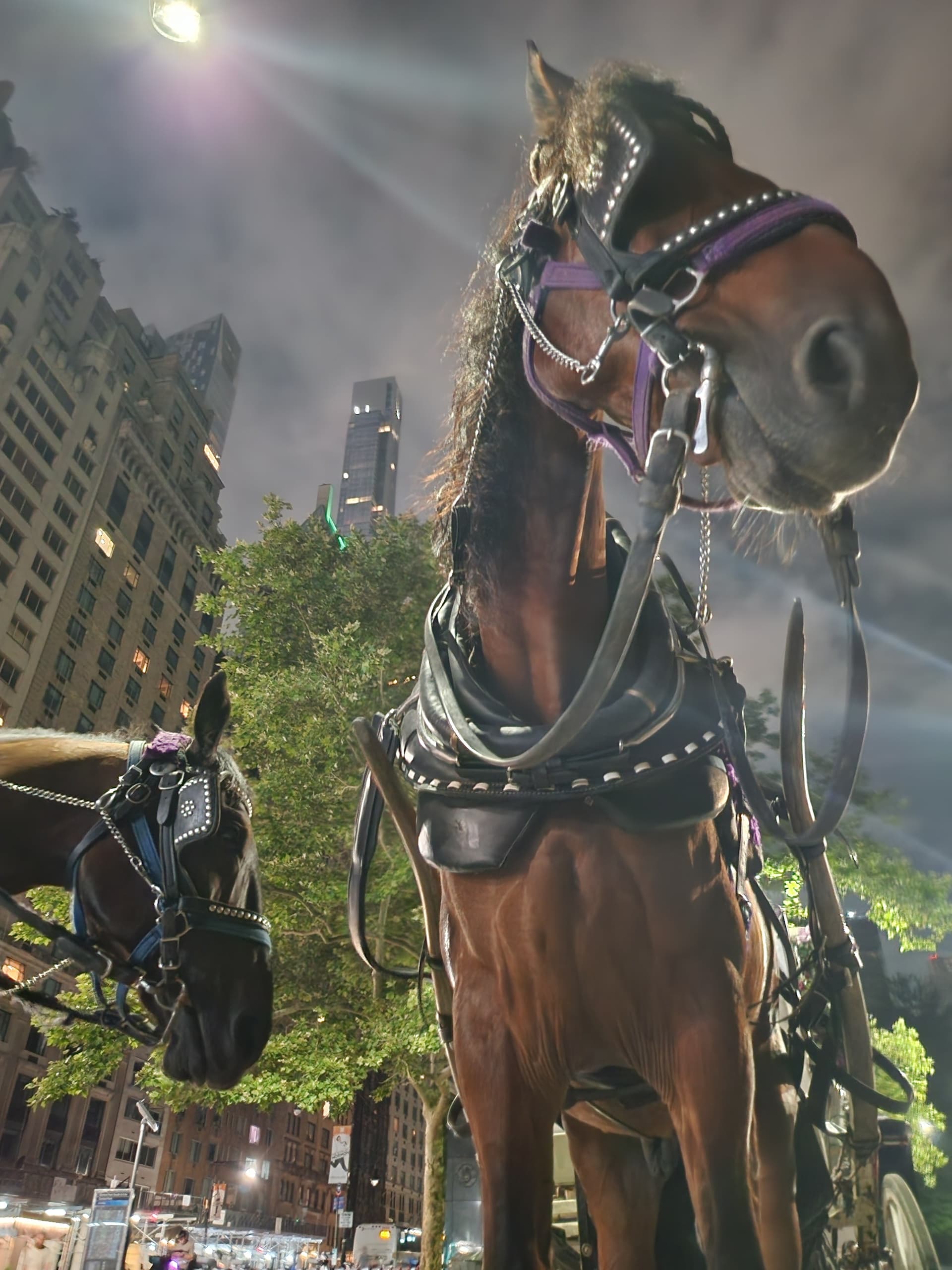 Popular Horse Carriage Ride in Central Park