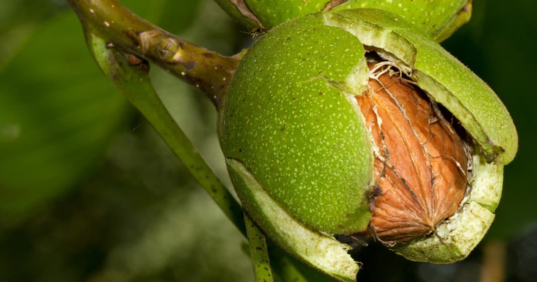 Walnut Farm Experience