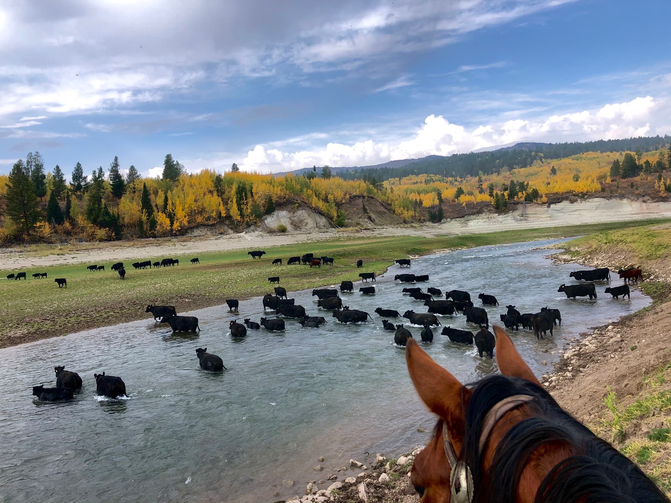 Half Day Horseback Cattle Drive