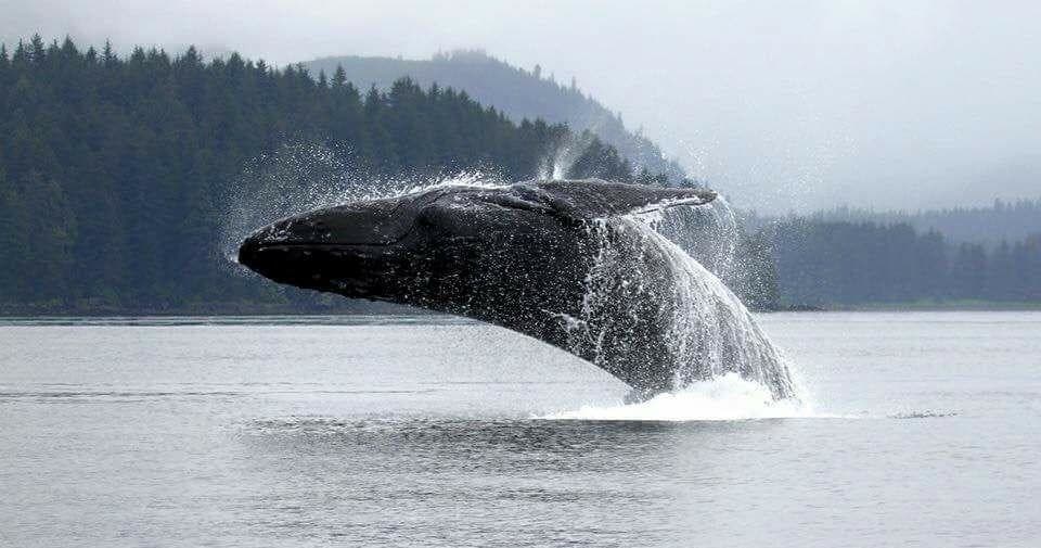 Whale Watching Cruise