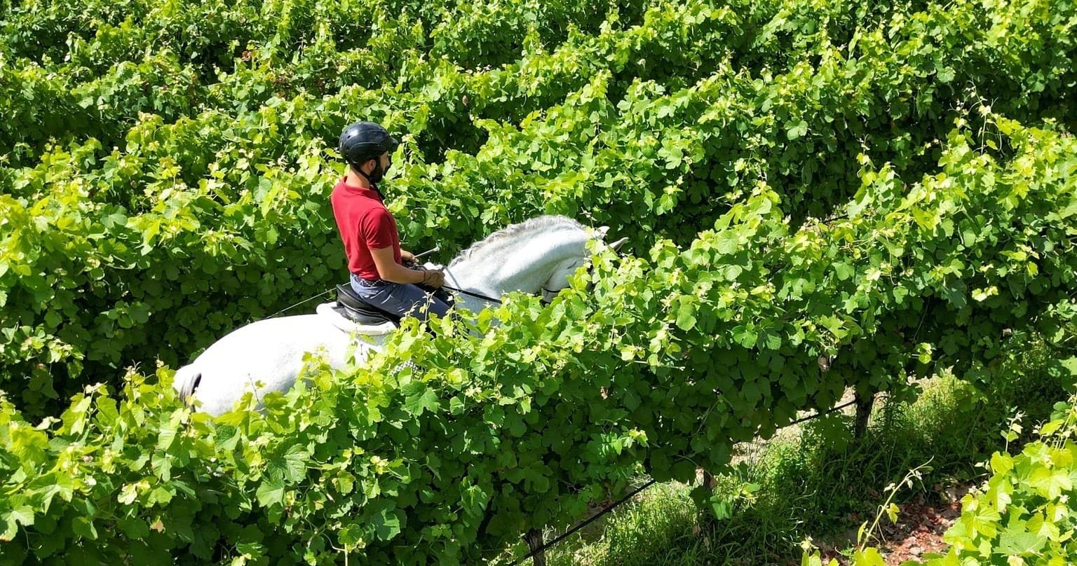 Serra da Estrela Vineyard Horseback Riding