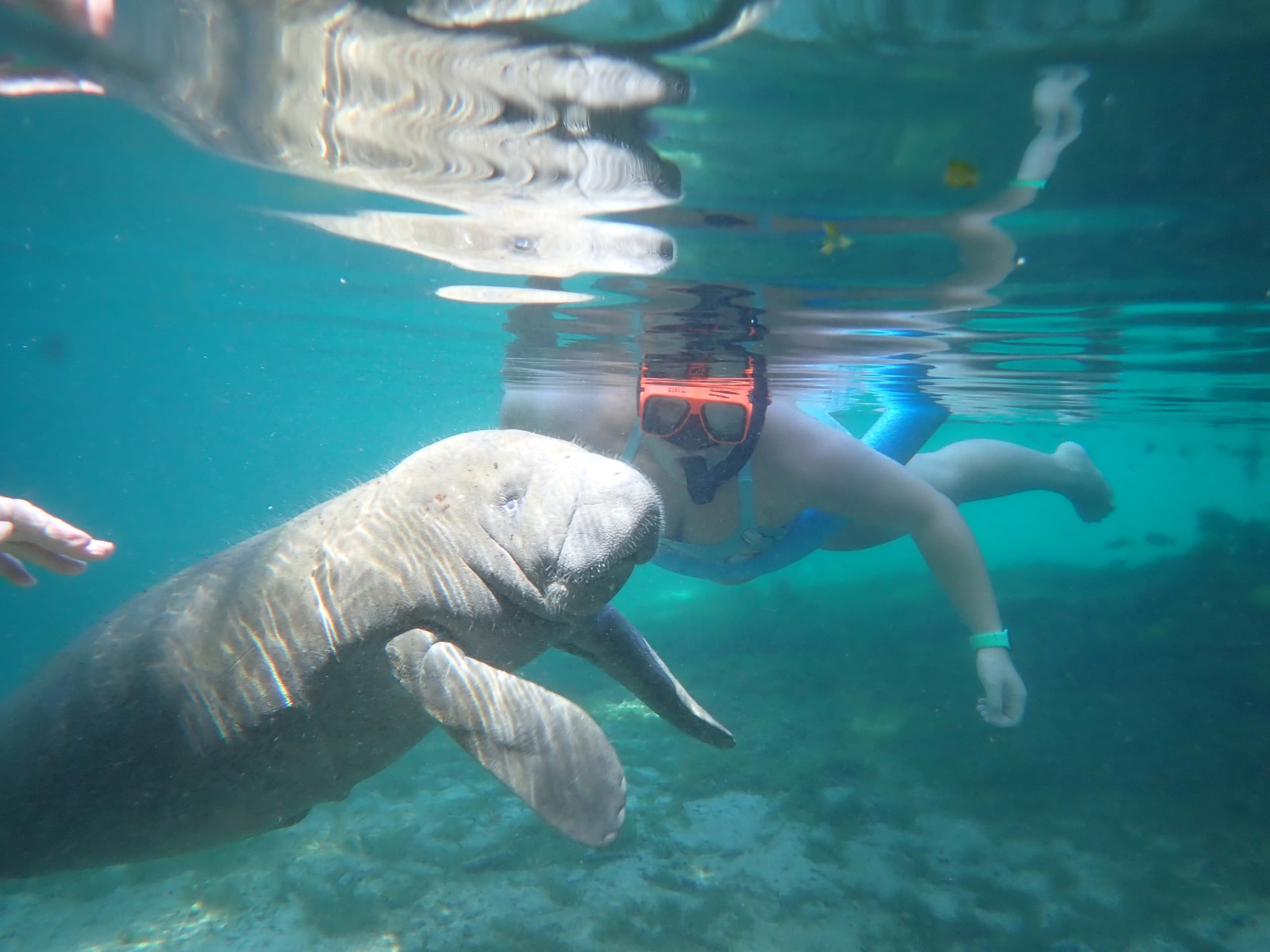 Private VIP Tour" | Homosassa Springs | 3 Hours"