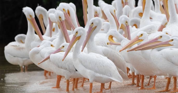 Dolphin, Birding, and Shelling Tour