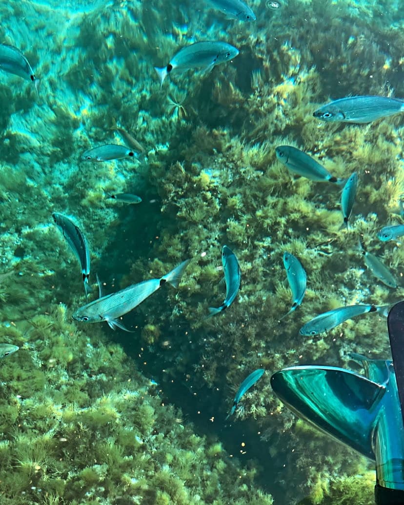 Tour delle Sirene da Tropea a Briatico