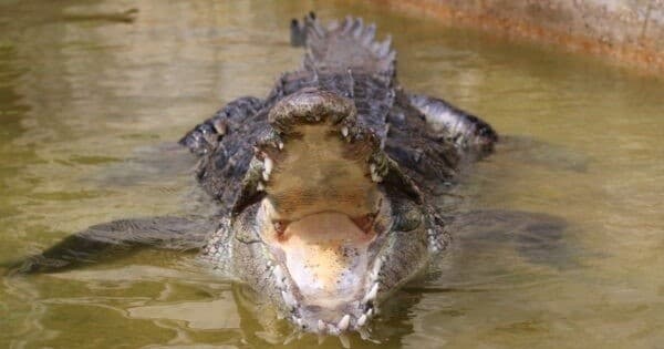 Featured Creature