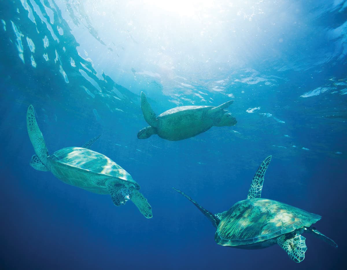Waikiki Turtle, Snorkel and Lunch