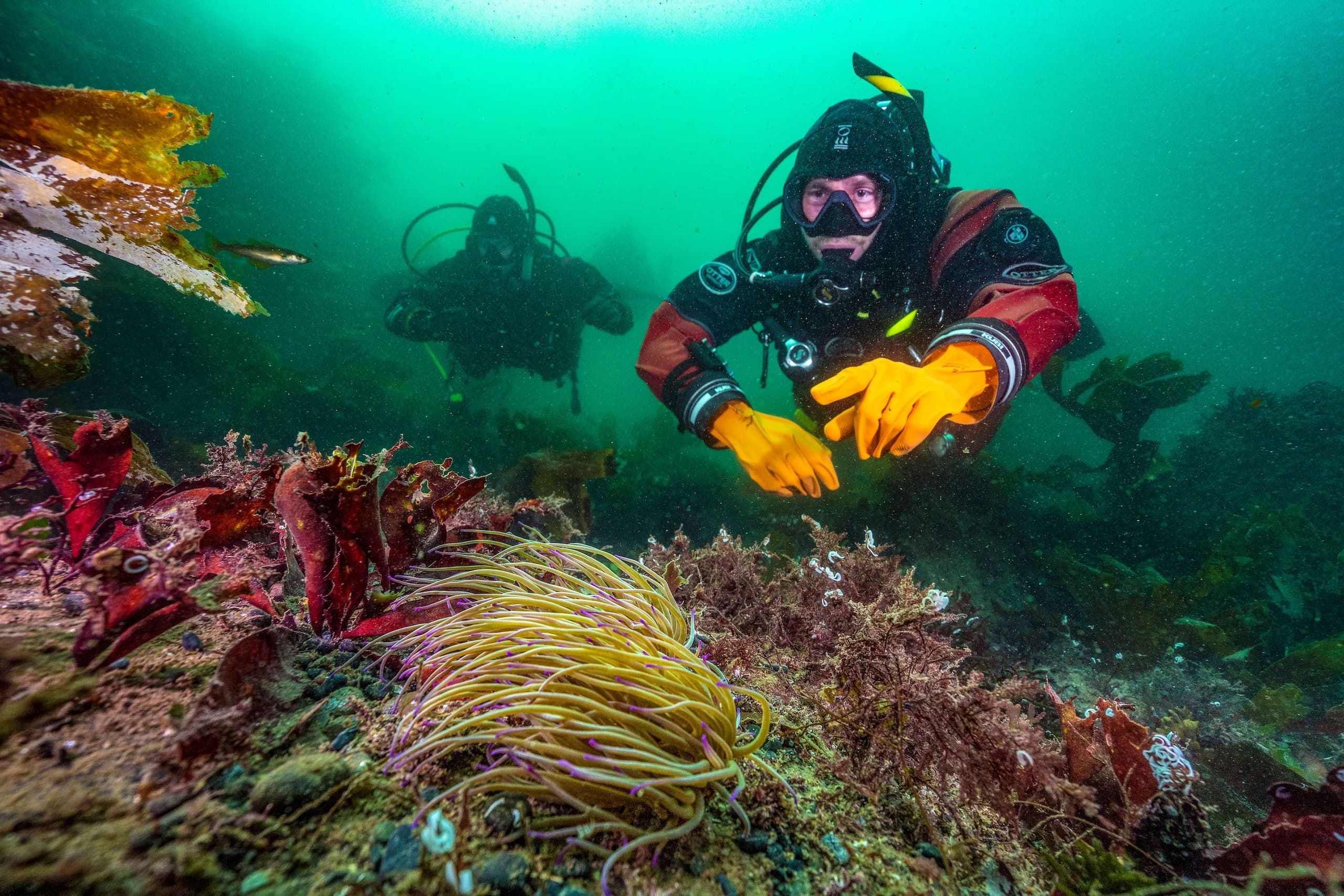 Two Dive Guided Tour