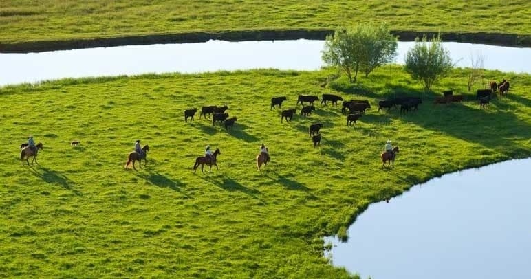 Cattle Drive