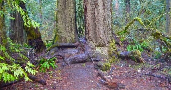 Private Olympic National Park Tour