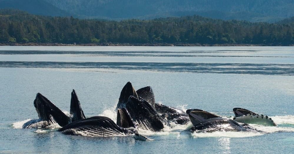 Marine Wildlife Tour