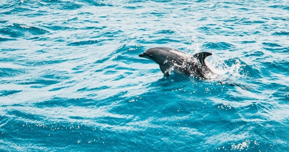 1.5 Hour Dolphin and Shelling Cruise